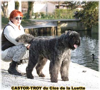 bouvier des flandres du clos de la luette - copyright déposé